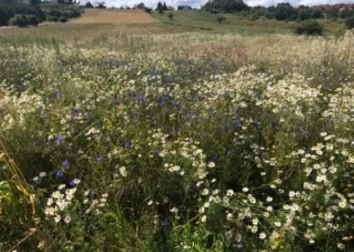 Oliwkowa Przystan Lägenhet